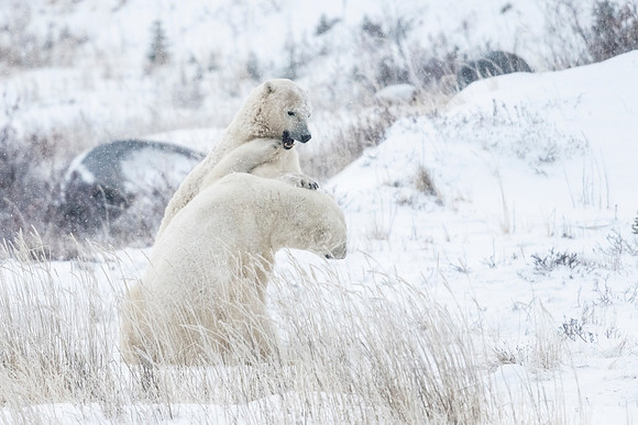 Polar_bear_CH_2021_67