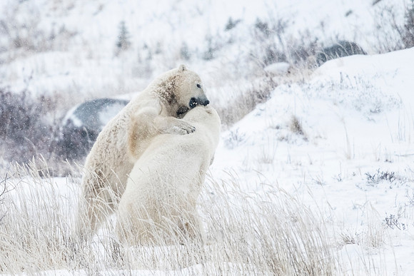 Polar_bear_CH_2021_68