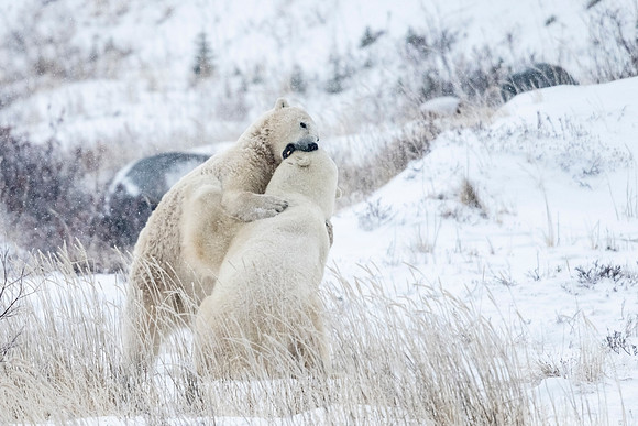 Polar_bear_CH_2021_69