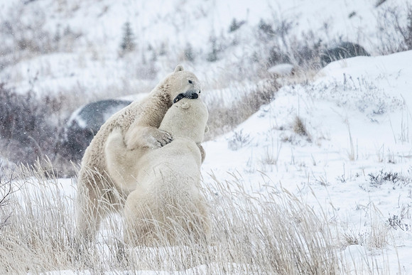 Polar_bear_CH_2021_70