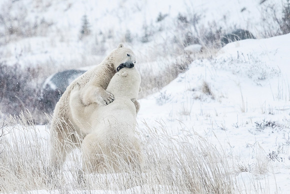 Polar_bear_CH_2021_71