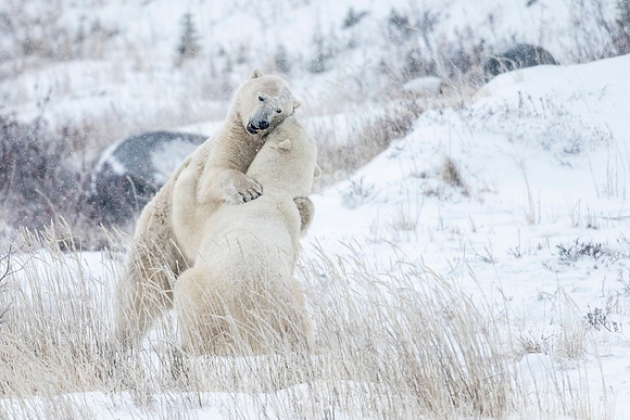 Polar_bear_CH_2021_72