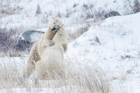 Polar_bear_CH_2021_73