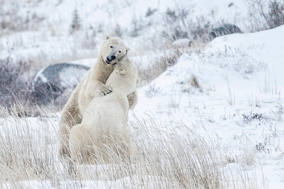 Polar_bear_CH_2021_74