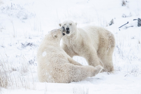 Polar_bear_CH_2021_78