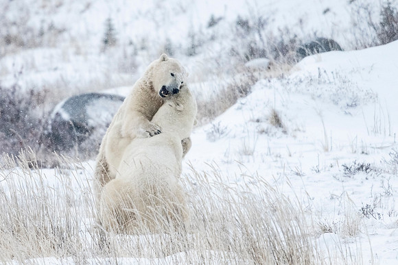 Polar_bear_CH_2021_75