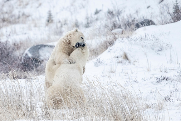 Polar_bear_CH_2021_76