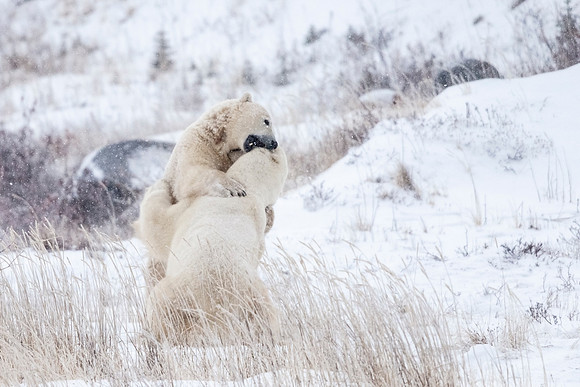 Polar_bear_CH_2021_77