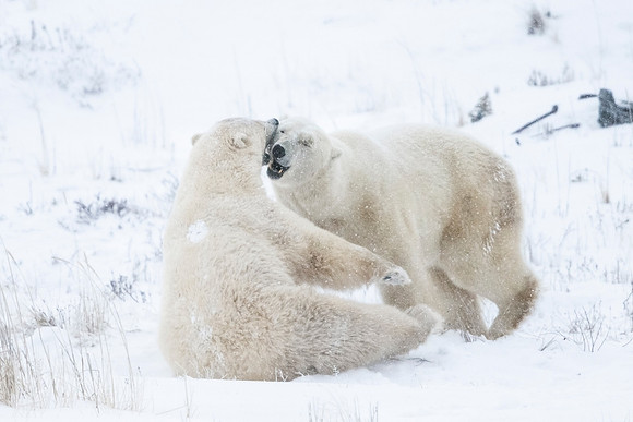 Polar_bear_CH_2021_79