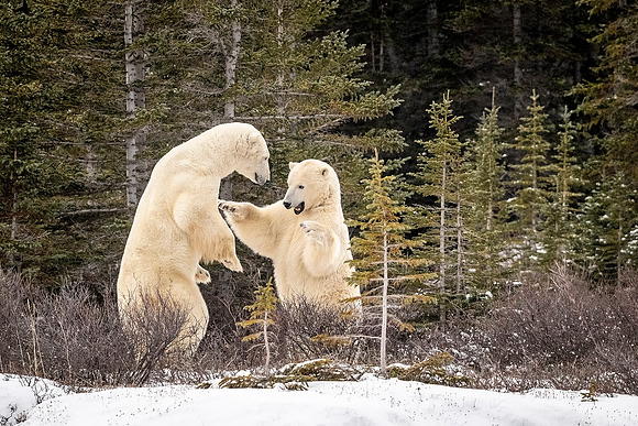 Polar_bear_Churchill_2021_4