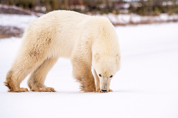 Polar_bear_Churchill_2021_11