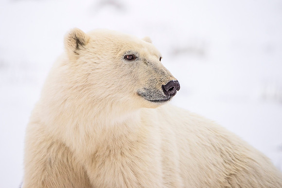 Polar_bear_Churchill_2021_10