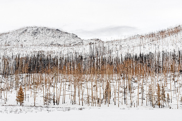 Aspens_of_Fall_After_Fire_RMNP_2020_2