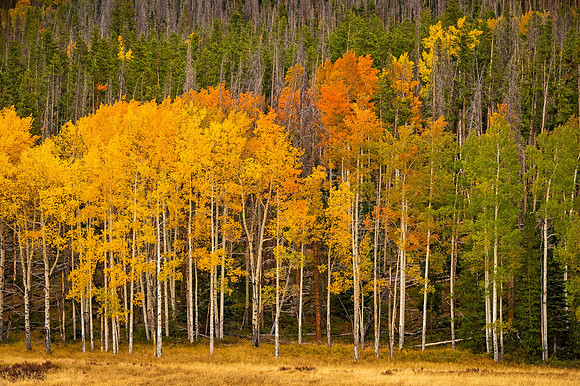 Aspens_of_Fall_RMNP_2020_1