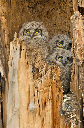 Great Horned Owl 31