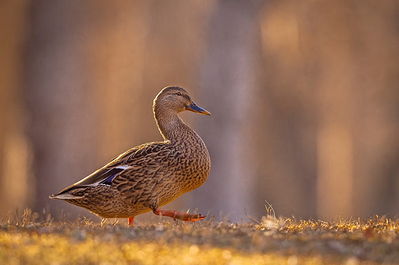 Mallard_Pueblo_2020_1