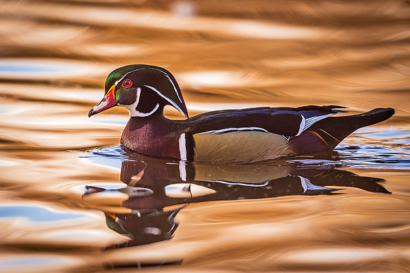 Wood_duck_Pueblo_2020_2