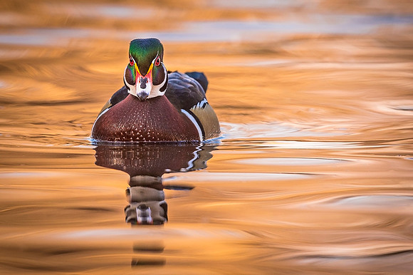 Wood_duck_Pueblo_2020_1