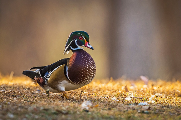 Wood_duck_Pueblo_2020_4