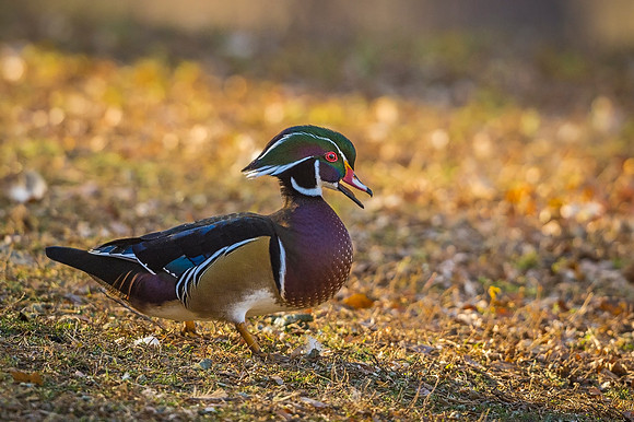 Wood_duck_Pueblo_2020_3