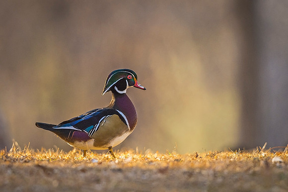 Wood_duck_Pueblo_2020_5