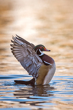Wood_duck_Pueblo_2020_6