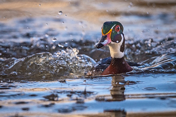 Wood_duck_Pueblo_2020_7