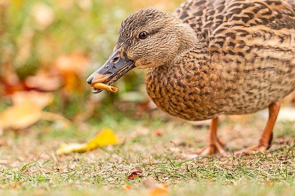 Mallard_Sterne_Lake_2020_1