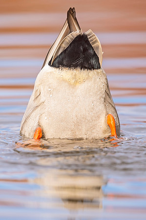 Mallard_SterneLake_2020_3