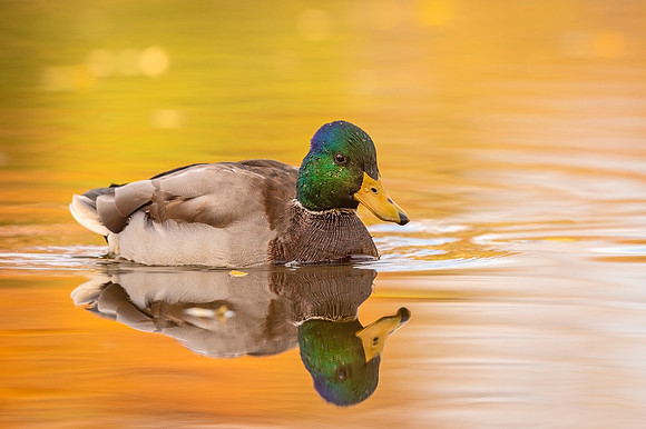 Mallard_Sterne_Lake_2020_2