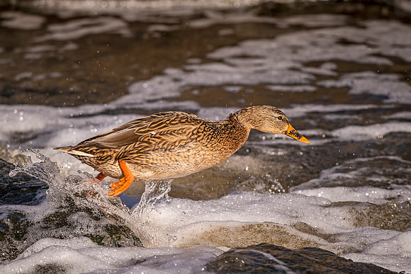 Mallard_Prospect_2020_1