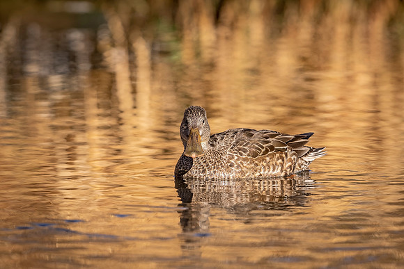 Shoveler_Prospect_2020_1