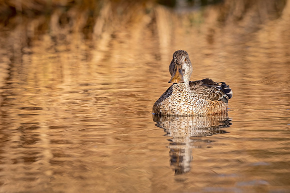Shoveler_Prospect_2020_2