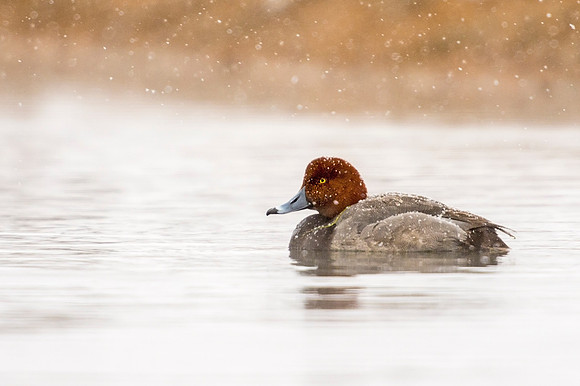 Redhead_EP_2020_2