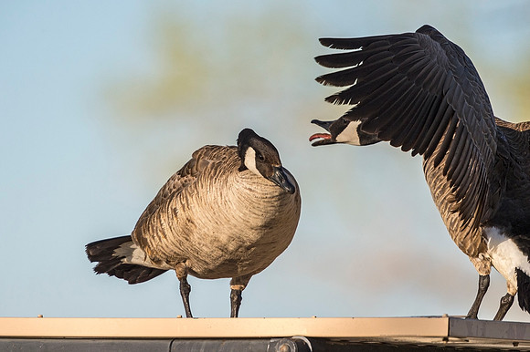 Canada_geese_StVrSP_2020_1