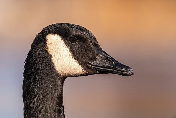 Canada_goose_Prospect_2020_3