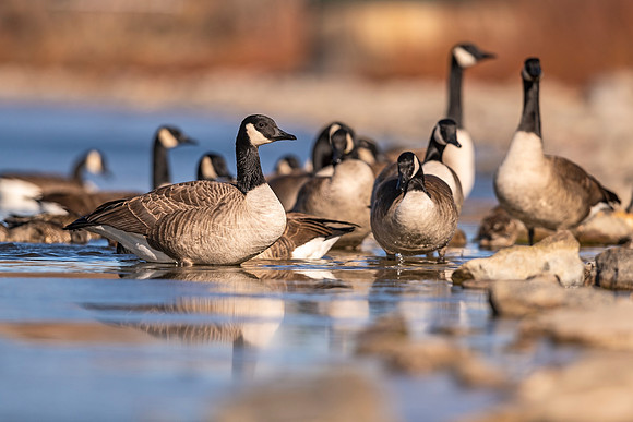 Canada_goose_Prospect_2020_4
