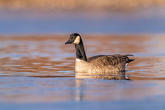 Canada_goose_Prospect_2020_6