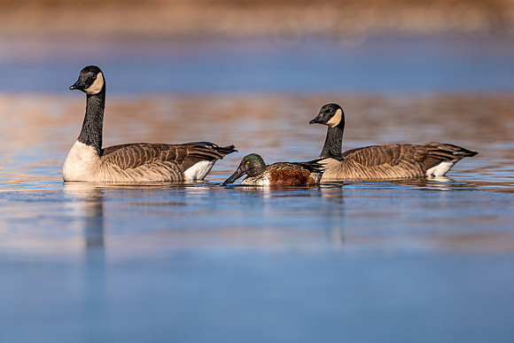Canada_goose_Shoveler_Prospect_2020_5