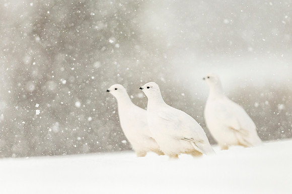 Willow_ptarmigan_Churchill_2021_1