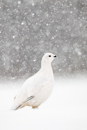 Willow_ptarmigan_Churchill_2021_3