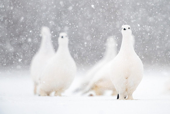 Willow_ptarmigan_Churchill_2021_4
