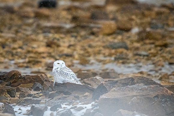 Snowy_owl_Churchill_2021_1