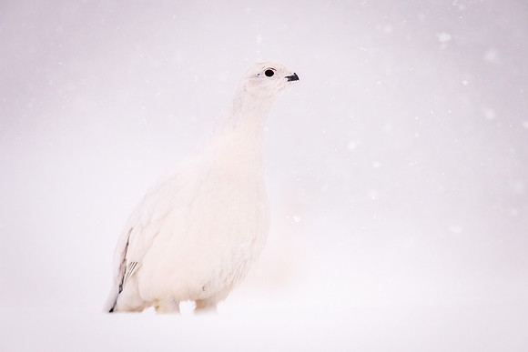 Willow_ptarmigan_Churchill_2021_5