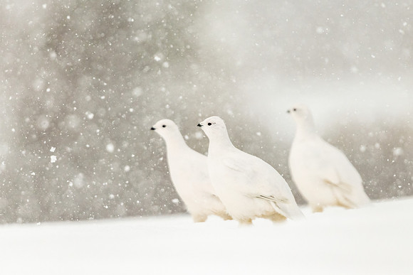 Willow_ptarmigan_Churchill_2021_1