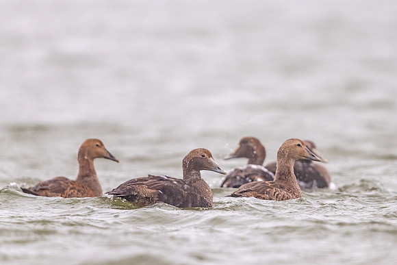 Common_eider_Churchill_2021_1