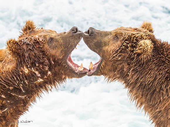 Brown_Bear_McNeil_2015_1a