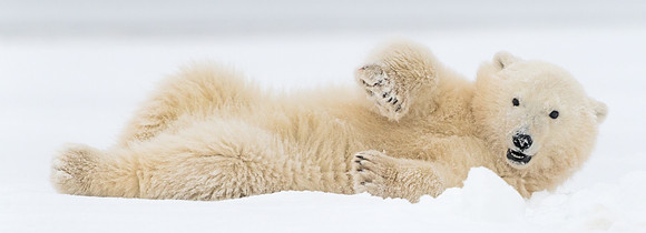 Polar_bear_7