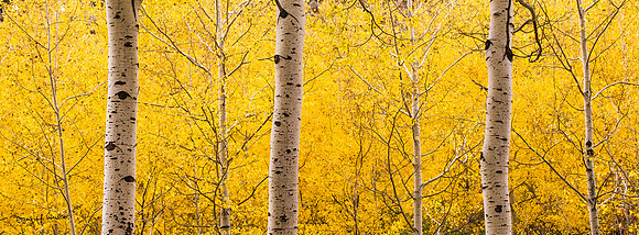 Triple Aspens