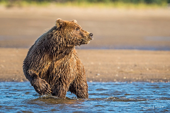 Brown_bear_LCNP_2018_37